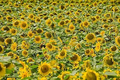 2077前总监参与开发《巫师：Saga》 曾为维克多医生脸模